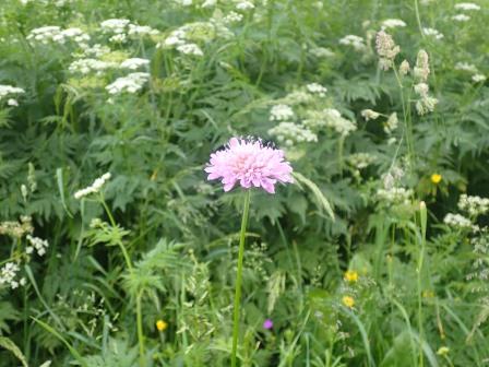 18:40　道路の両脇はお花畑状態、これはマツムシソウ、ただし足元の落とし物に注意