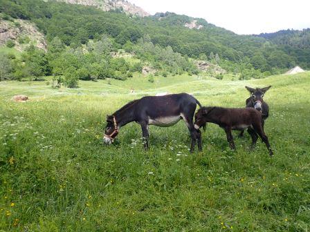 18:43　ロバが草をはみ