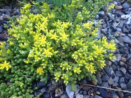 6:28　朝の散歩　我が家の庭にも生えているコモチマンネングサ