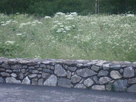 6:34　石垣に白い花の花畑