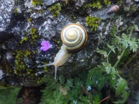 6:37　カタツムリ