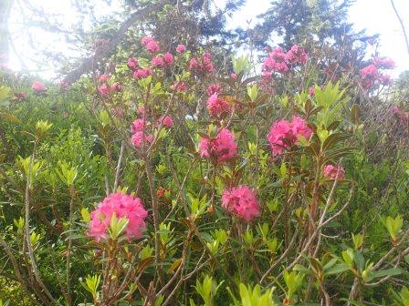 10:14　そこかしこにアルペンローゼ（Alpenrose、ツツジ科）