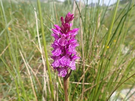 12:31　ダクティロリザ・マクラタ(Dactylorhiza maculata、ラン科） 