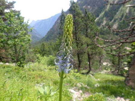 13:08　フィテウマ・オバトゥム（Phyteuma ovatum、キキョウ科）