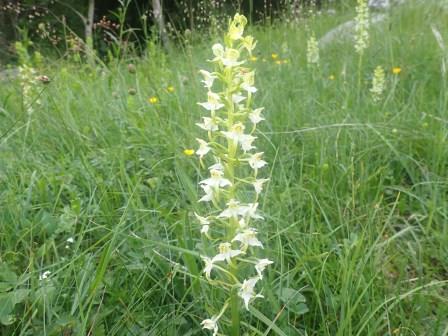 17:10　シロバナハクサンチドリ（ラン科）