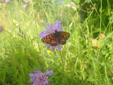 17:43　マツムシソウにヒョウモンチョウ