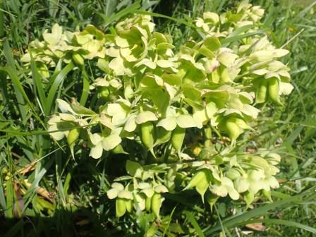 10:11　クリスマスローズかな・・・