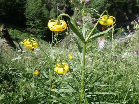 11:05　黄色のユリ