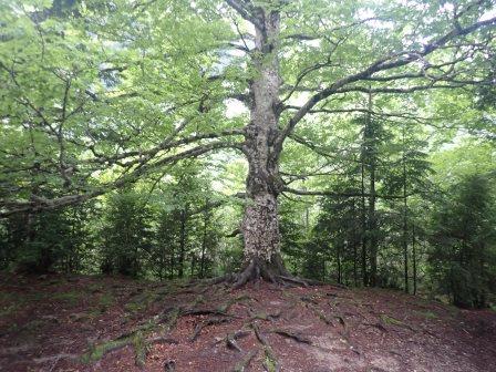9:59　ブナの森にブナの大木、雨が降り始め、傘を差し、ザックにレインカバー