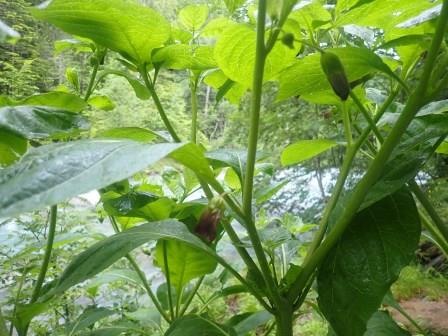 10:08　ハシリドコロ