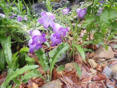 10:38　カンパヌラ・バルバタ(Campanula barbata、キキョウ科）
