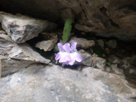 10:59　ムシトリスミレ(Pinguicula longifolia、タヌキモ科）