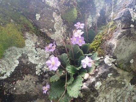 12:05　ラモンダ・ミコニ（Ramonda myconi、イワタバコ科）
