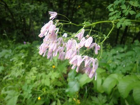 12:06　同定できず