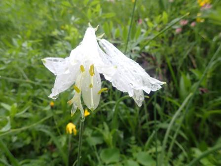 12:09　パラディシア・リリアストゥルム（Paradisea liliastrum、キジカクシ科）