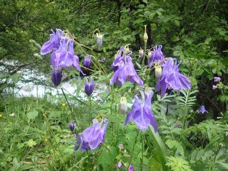 12:11　オダマキ