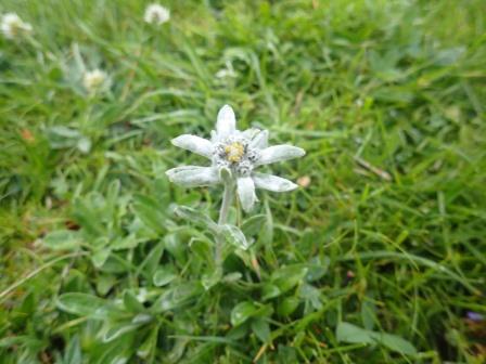13:00　エーデルワイス（和名ウスユキソウ、キク科）