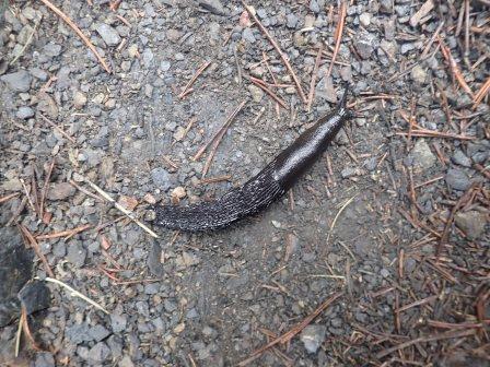 11:10　黒くて、日本のナメクジより長いナメクジがそこかしこ