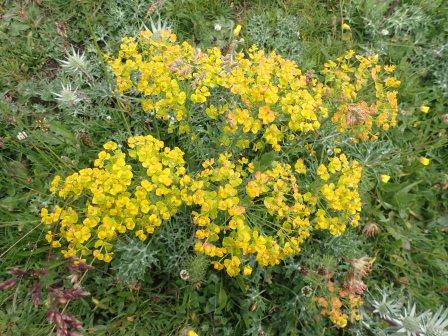 11:36　エウフォルビア・キパリシアス(Euphorbia cyparissias、トウダイグサ科） 