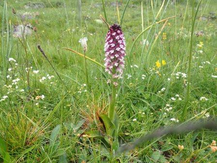 11:39　ネオティネア・ウストラータ（Neotinea ustulata、ラン科）