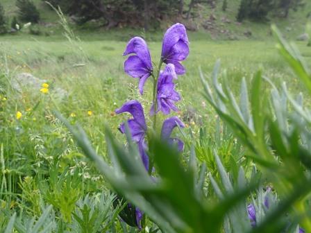 11:50　トリカブト