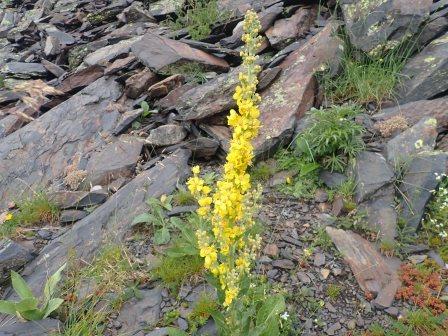 11:50　ベルバスクム・ロンギフォリウム(Verbascum longifolium、ゴマノハグサ科）