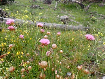 12:02　アルメリア・アレナリア(Armeria arenaria、ナデシコ科）