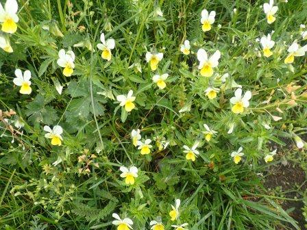 12:25　ビオラ・トリコロル(Viola tricolor、スミレ科）