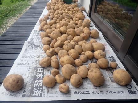 7月6日（土）　ジャガイモの収穫