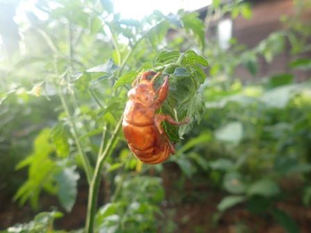 7月7日（日）　トマトにセミの抜け殻