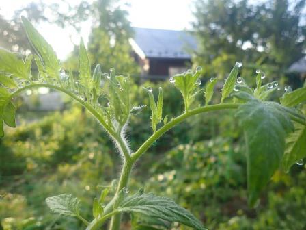 7月7日（日）　トマトに朝露