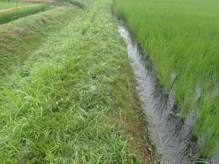 7月9日（火）　田の畔の草刈り、西側