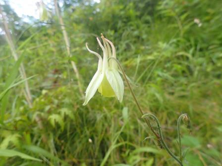 8:36　キバナノオダマキ