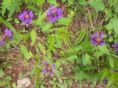 8:38　ウツボグサがそこかしこ