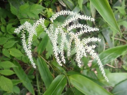 8:39　トリアシショウマ