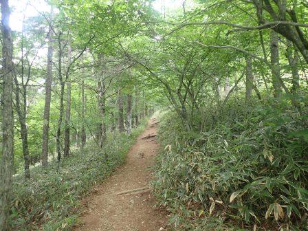 8:59　笹で覆われた間を行く、なだらかで、広々とした山道