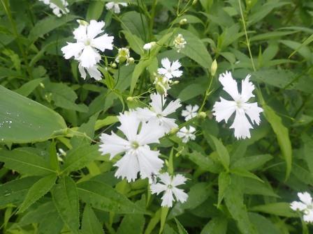 9:54　野草園、センジュガンピが満開
