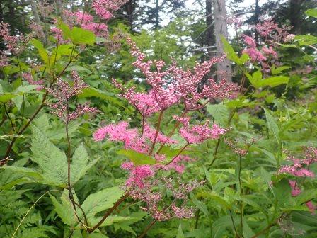 9:54　野草園、アカバナシモツケが咲き始め