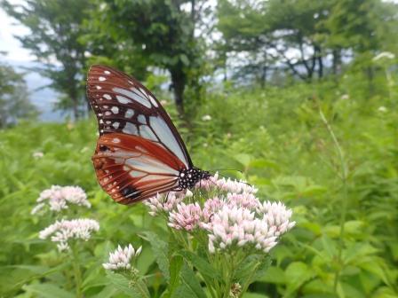 9:54　野草園、ヨツバヒヨドリにお目当てのアサギマダラ