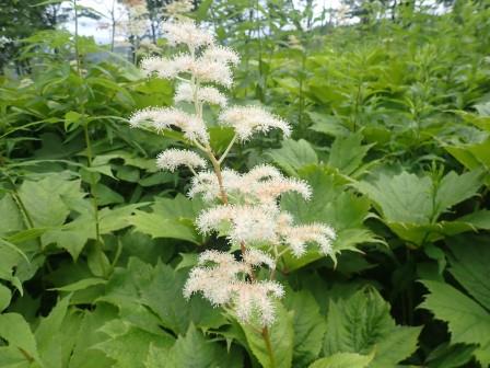9:56　野草園、ヤグルマソウ