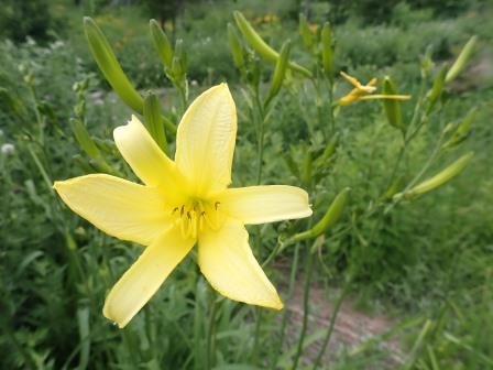 10:12　ユウスゲ