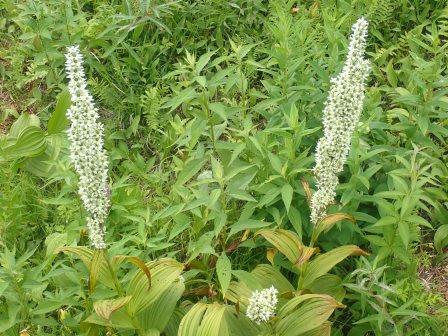 10:45　バイケイソウが数株残っていた 