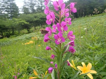 11:01　お花畑、ヤナギランとニッコウキスゲ