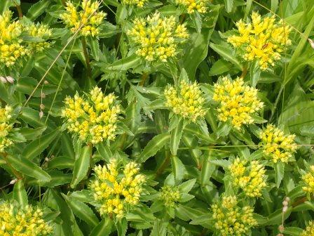 11:03　お花畑、ベンケイソウ