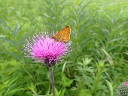 11:57　お花畑、アザミにセセリチョウ