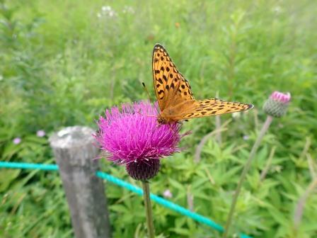 11:59　お花畑、アザミにヒョウモンチョウ