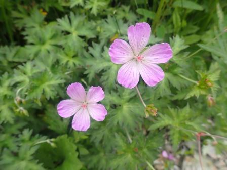 12:00　お花畑、フウロ 