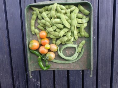 夕方、ビール用の枝豆の収穫