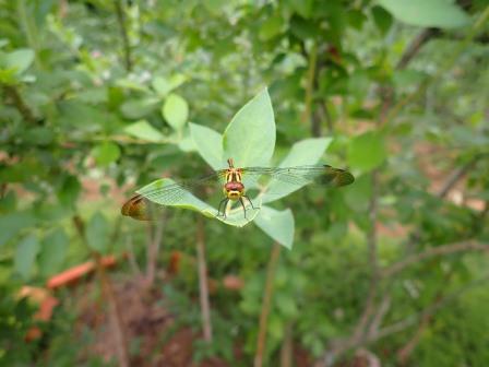 ブルーベリーにミヤマアカネ＝赤トンボ、黄褐色の未熟な個体