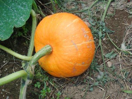 自生えカボチャは見たこともない橙色のカボチャ